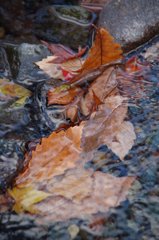 水の流れと落ち葉