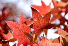 アメリカフウの紅葉