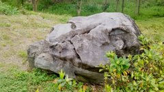 恐竜の頭　発見