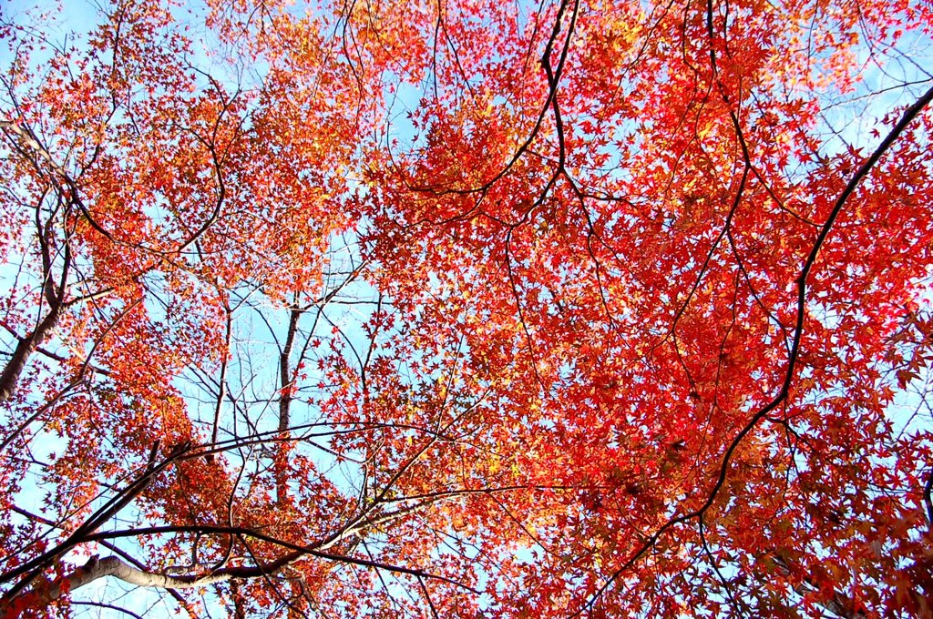 ようやく紅葉見れました