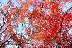 ようやく紅葉見れました