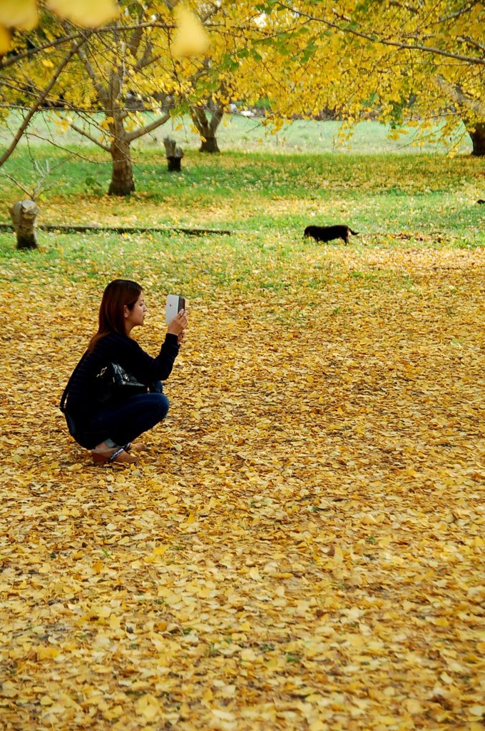 人も犬も楽しむ銀杏落ち葉