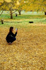 人も犬も楽しむ銀杏落ち葉