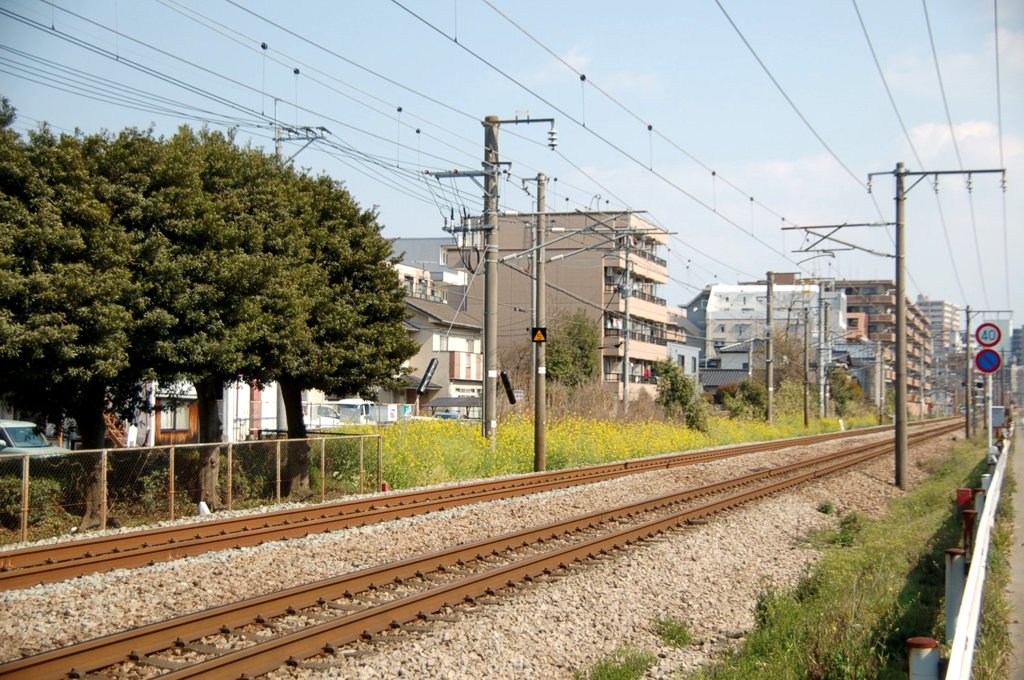 線路沿いの菜の花