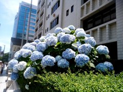 街の中のあじさい