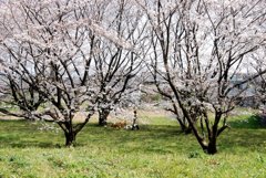 桜の下をお散歩