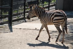 久しぶりにシマウマ見ました