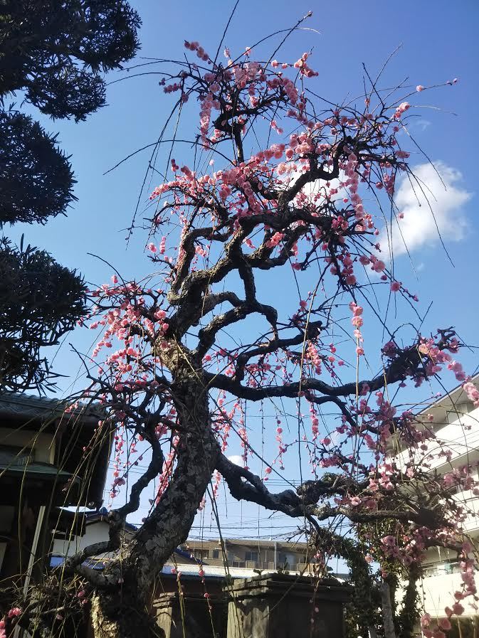 枝垂れ梅