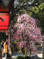 枝垂れ梅