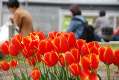 チューリップ