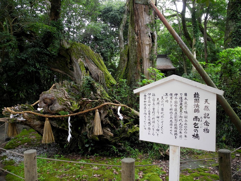 伝承樹齢3000年の楠