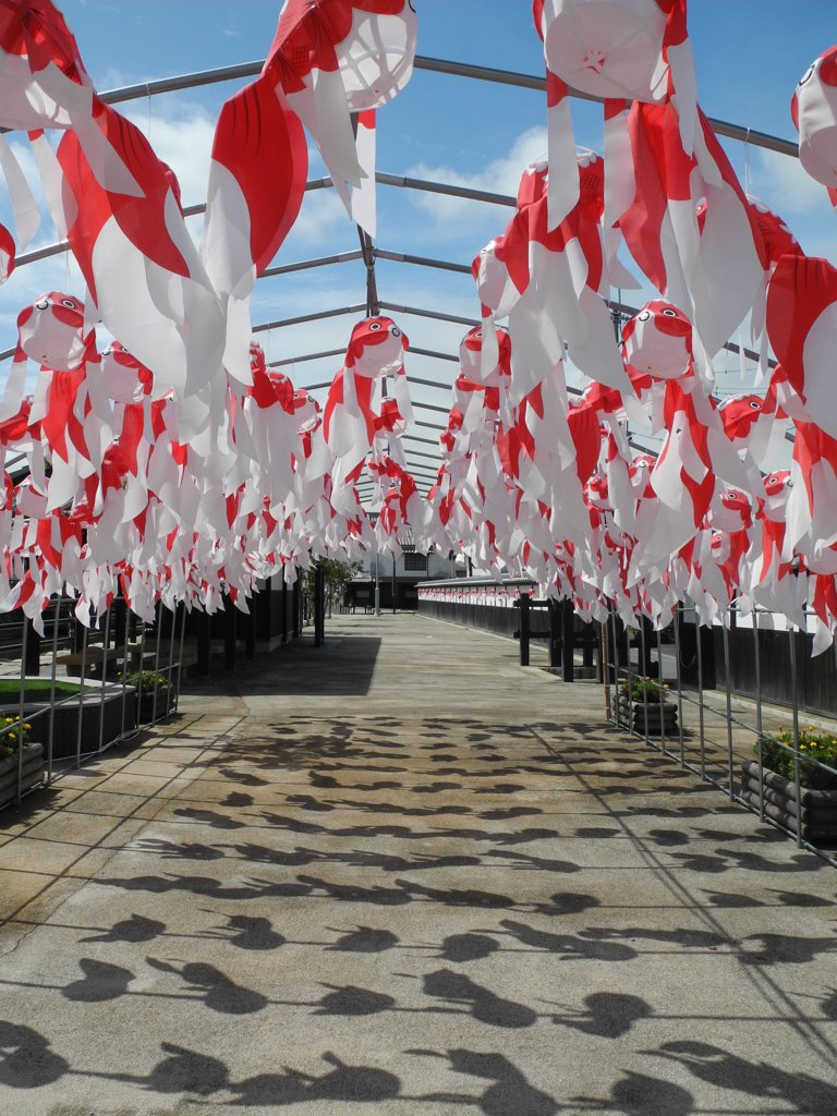 山口県柳井市　金魚祭り