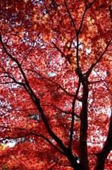 真っ赤、その一言