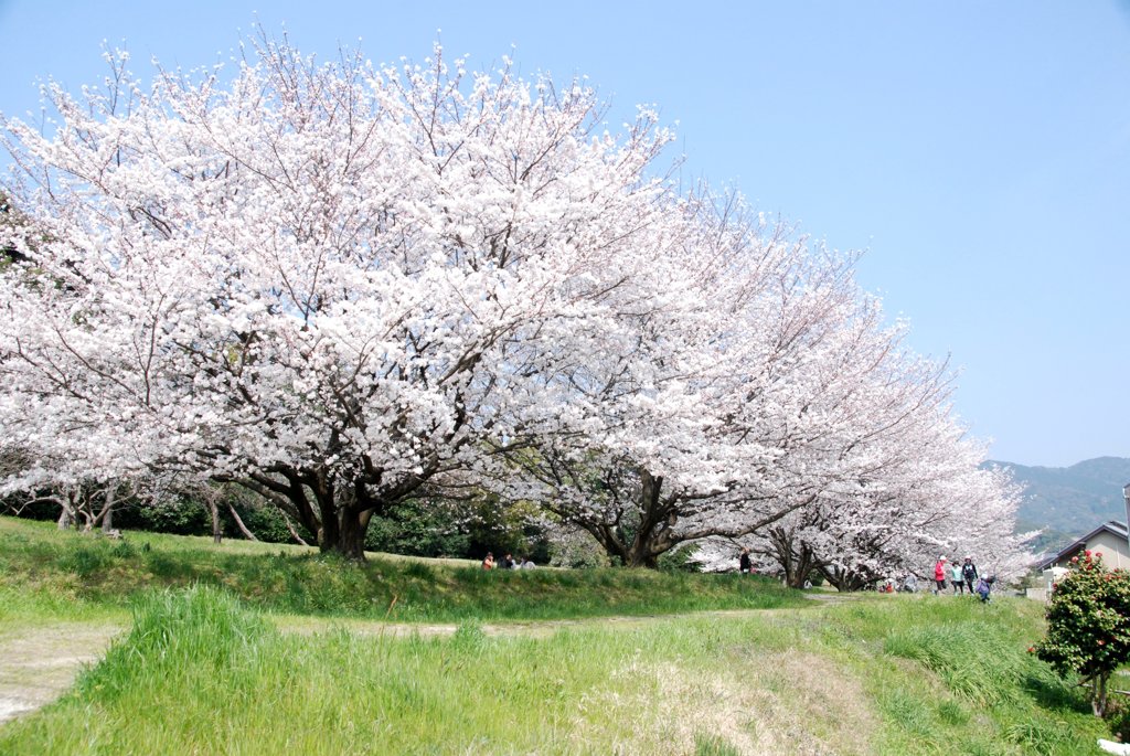 満開の桜