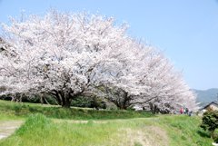 満開の桜