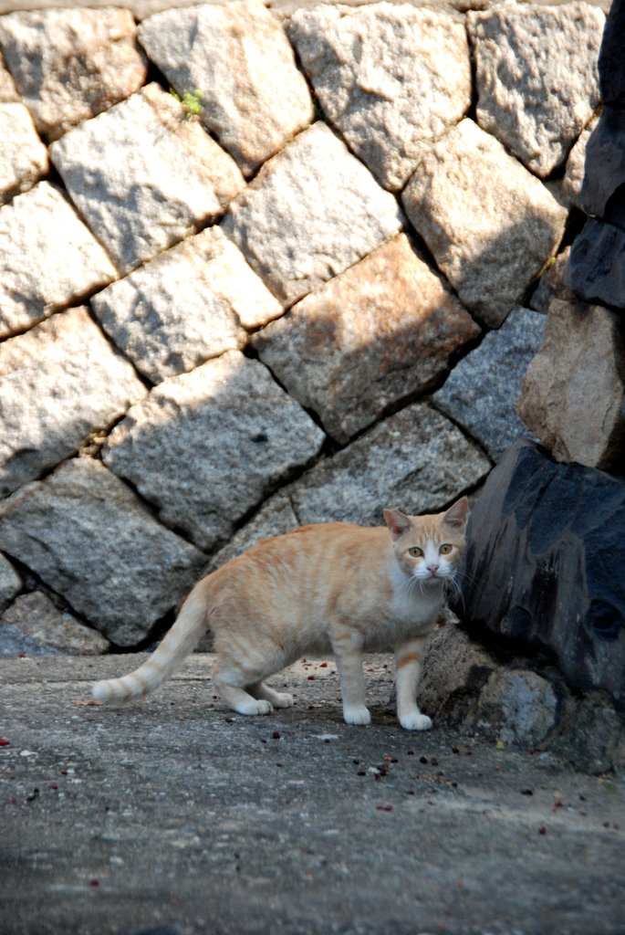 ある島の猫