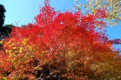 空の青と紅葉の赤
