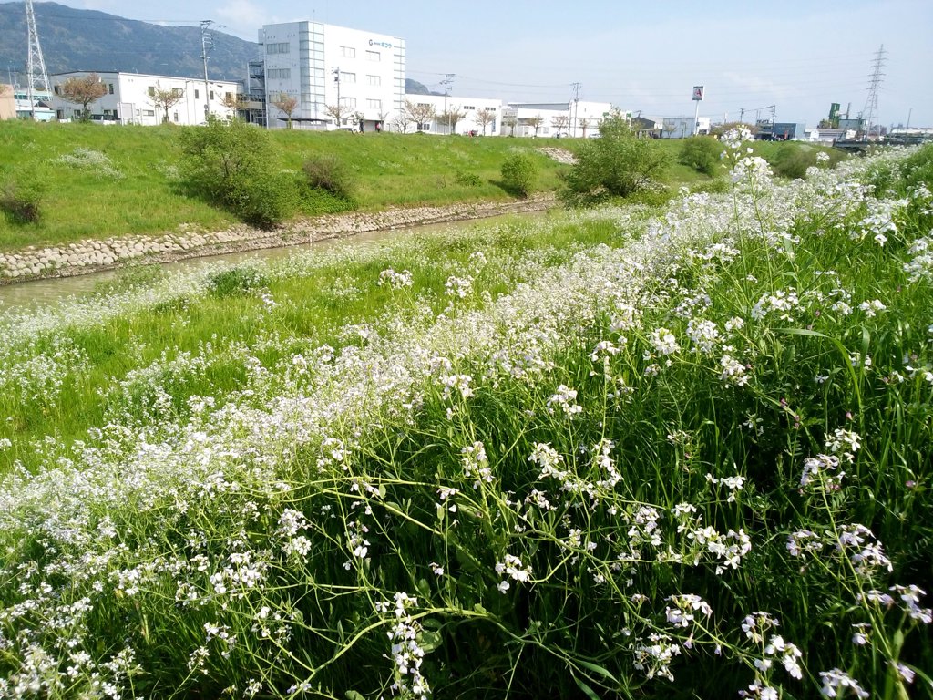 春の河川敷