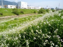 春の河川敷