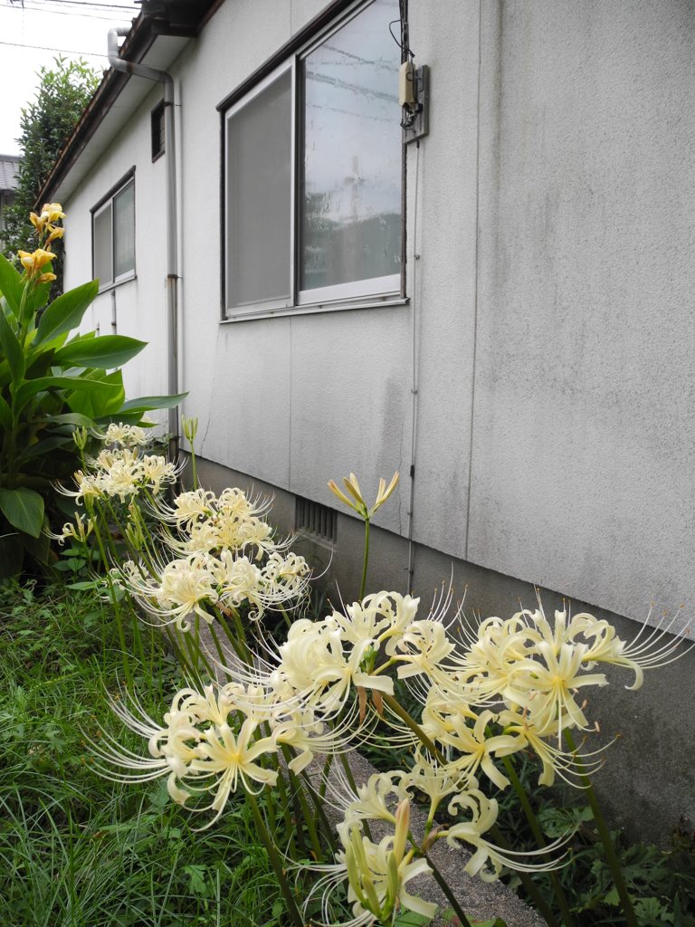 彼岸花