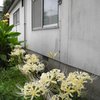 彼岸花