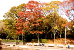 近くの公園の紅葉