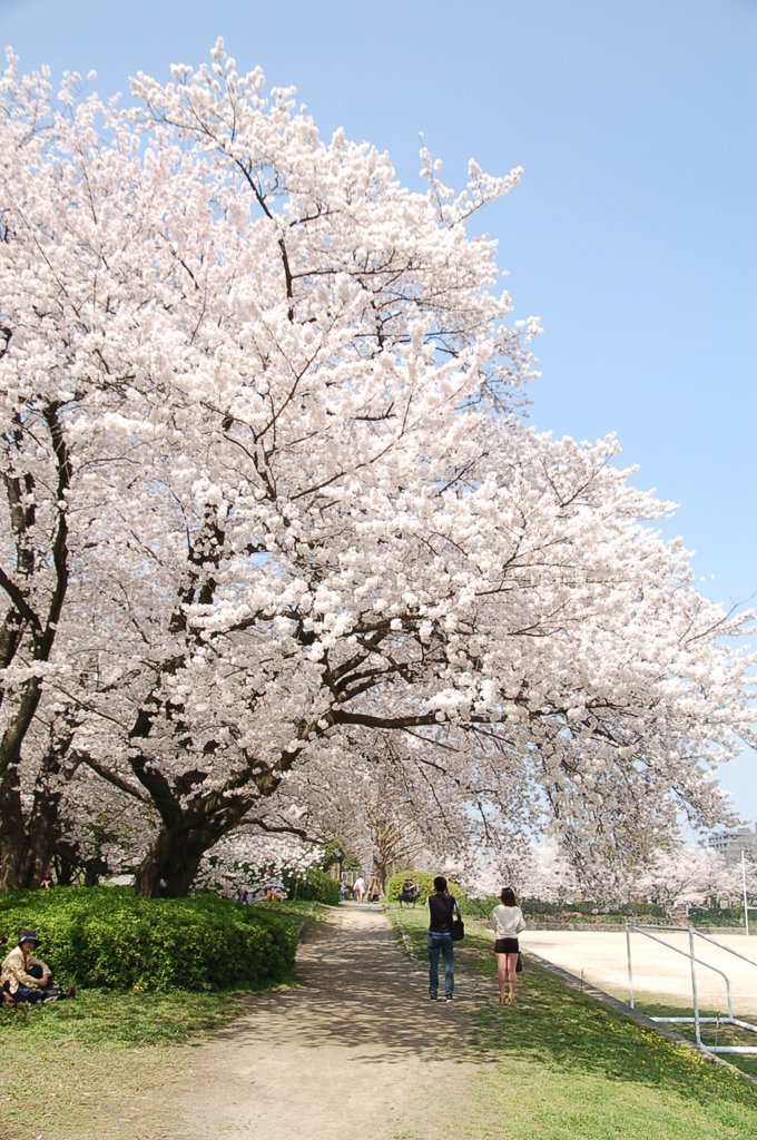 大桜