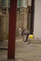 猫ちゃん　振り向きました