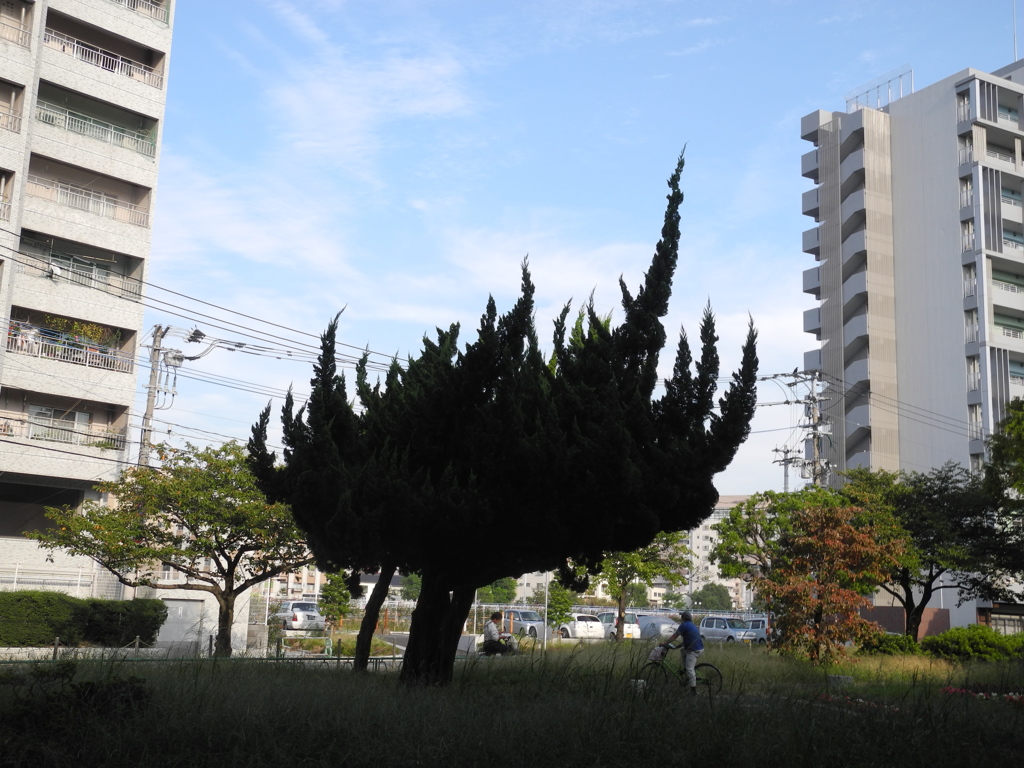木の形