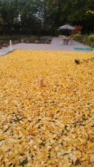 銀杏の落ち葉