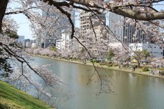 福岡城のお堀にさくら咲く