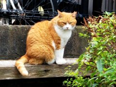 猫ちゃんににらまれる