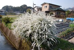 襲ってきます　ユキヤナギ