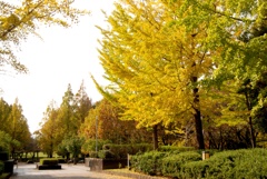 銀杏も紅葉してます　黄色く