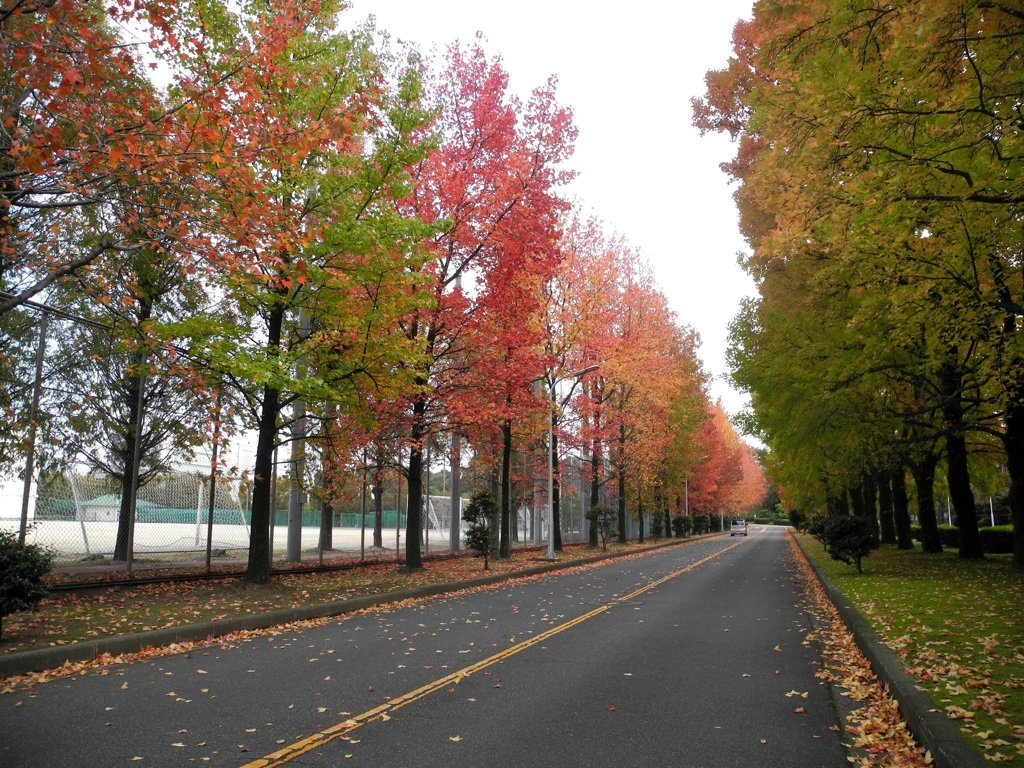 近場の紅葉