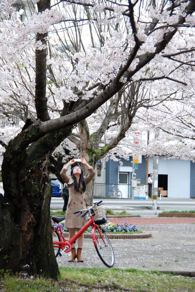桜を撮る