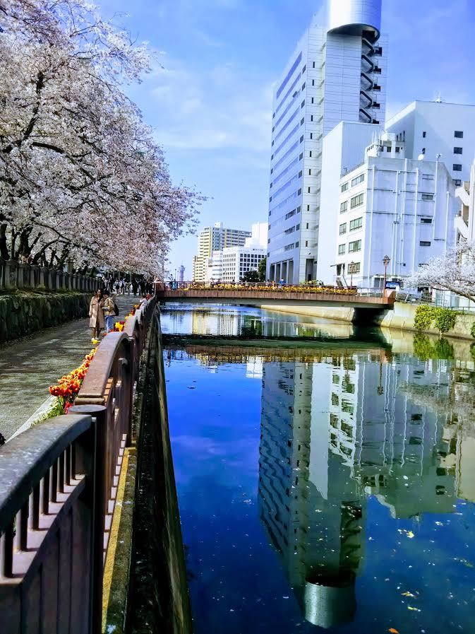 川岸の桜
