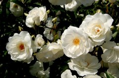 ナニワイバラ? 違うかも