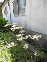 黄色い彼岸花２