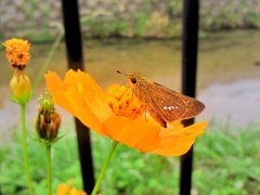 セセリとキハナコスモス