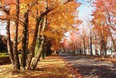 見事な紅葉です