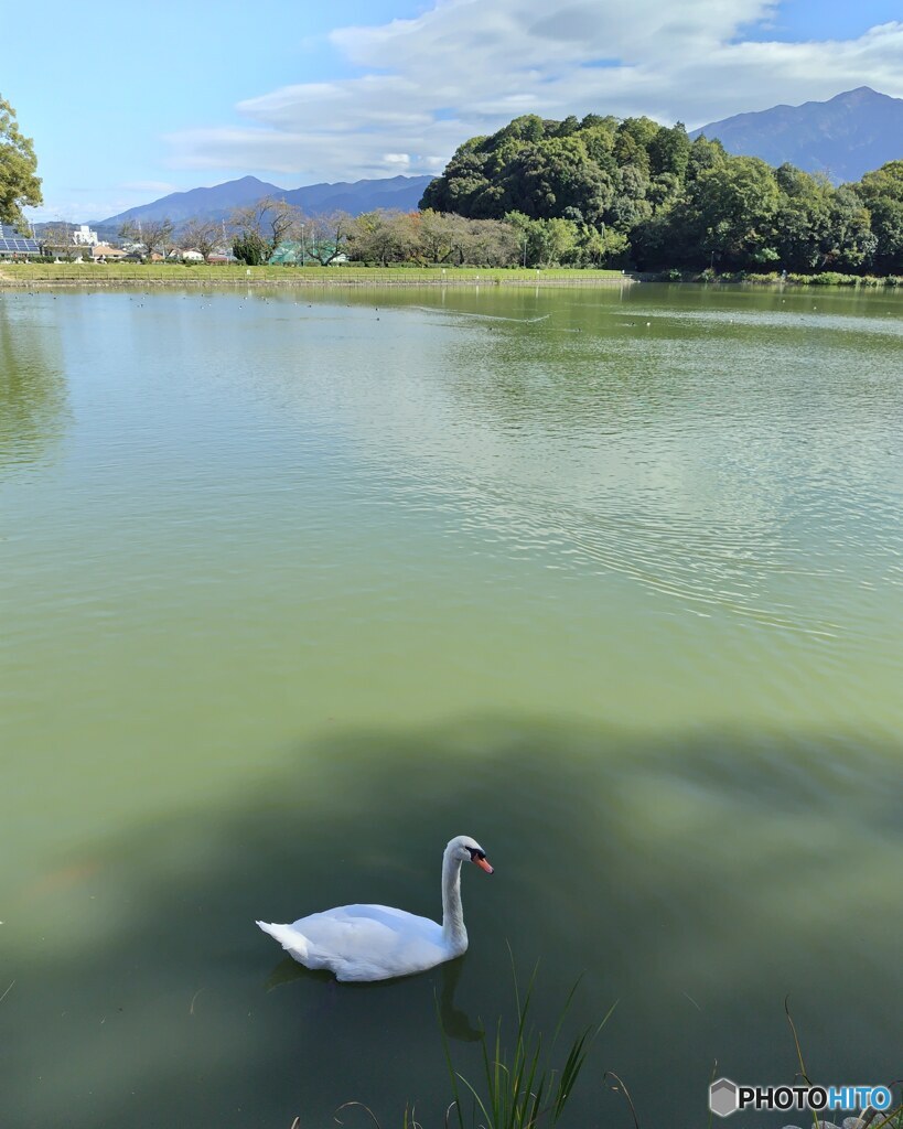 池に白鳥