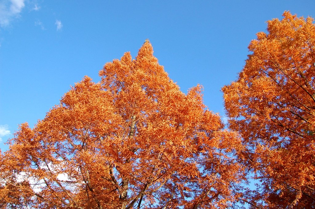 青と紅葉