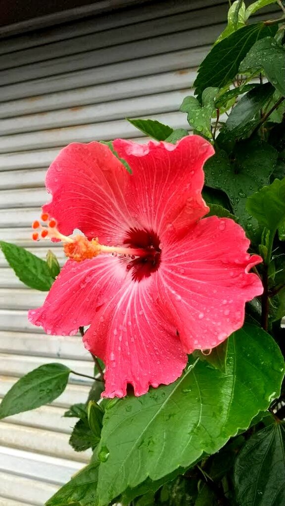 ハイビスカスの花