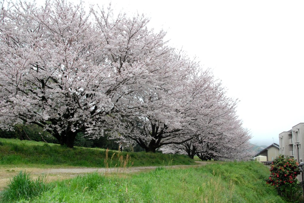 桜と赤い椿