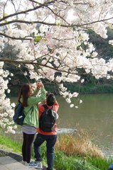 桜撮影します