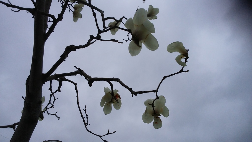 こぶし咲く