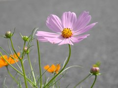 コスモス