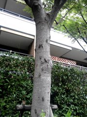 蝉１７匹　アブラゼミ1匹のみ