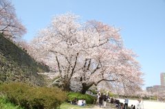 福岡市舞鶴公園